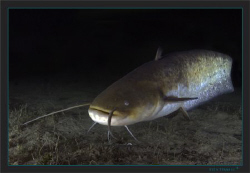 Last week on a night dive this young wels catfish stayed ... by Sven Tramaux 
